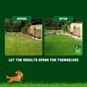 Before and after of using Neuturine on a lawn damaged by dog urine.