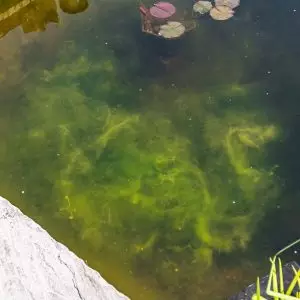 algae