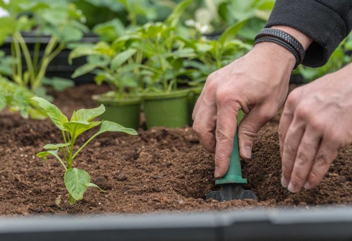 Planting peppers in june