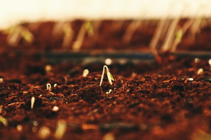 Seedlings emerging