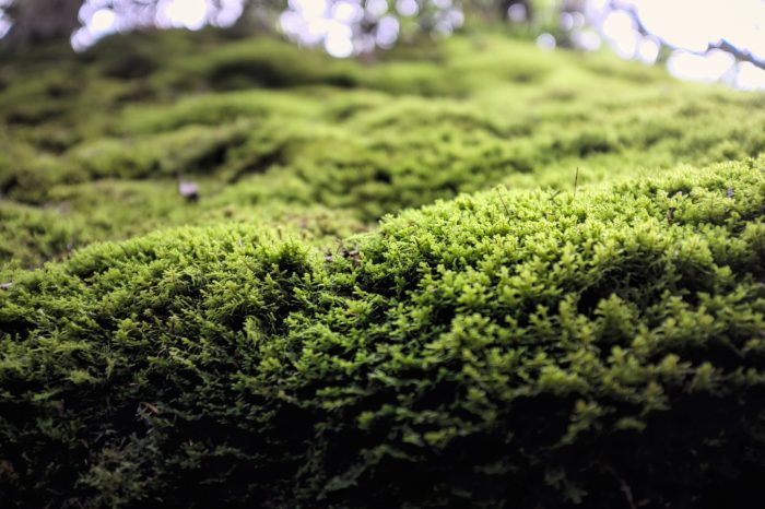 Grow moss -- on purpose? 