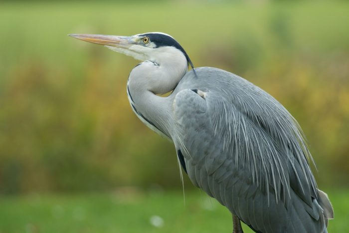 Heron pond predator