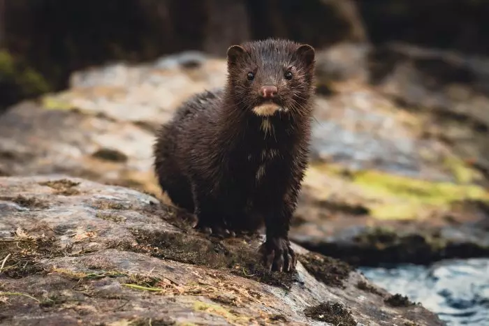 American mink in water