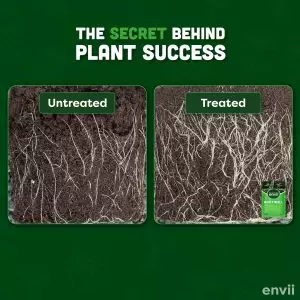 Root well, untreated vs treated