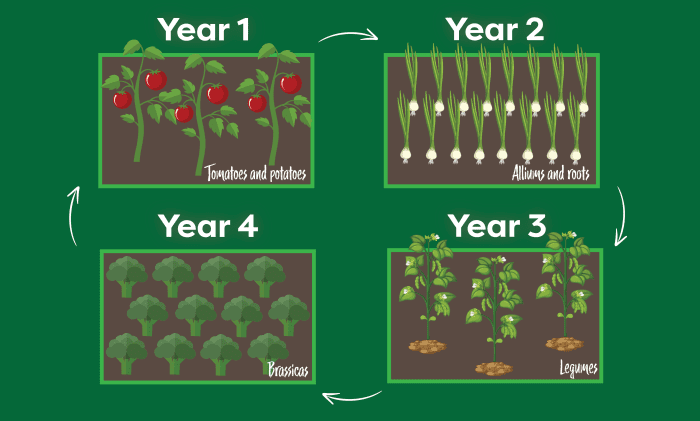 4 year crop rotation chart