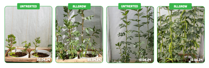 Untreated and treated broad bean plants that were involved in the trial using Allgrow.