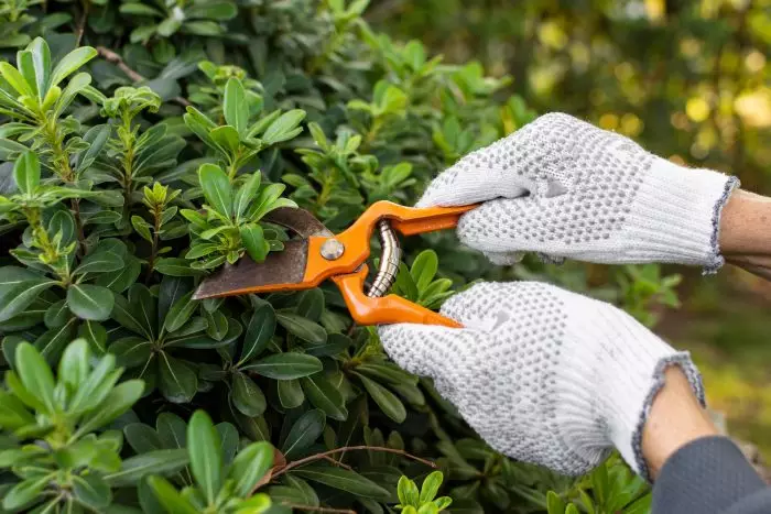 pruning shrubs